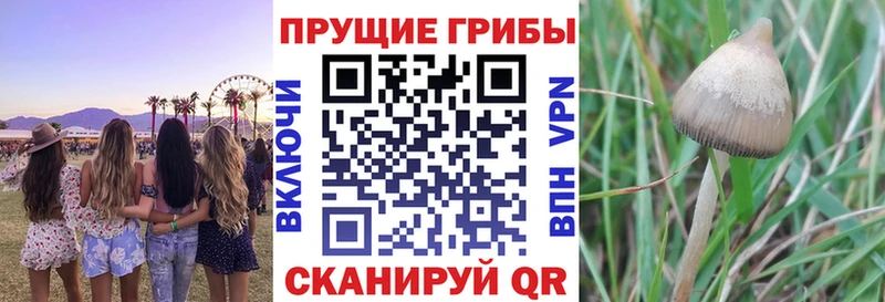 где купить Шенкурск Галлюциногенные грибы мицелий